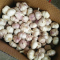 Purple Good Quality Chinese Garlic